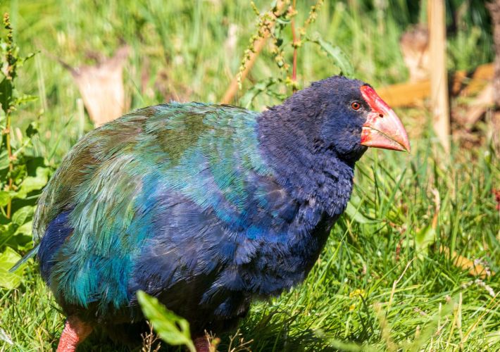 campervan-travellers-guide-to-the-te-anau-bird-sanctuary