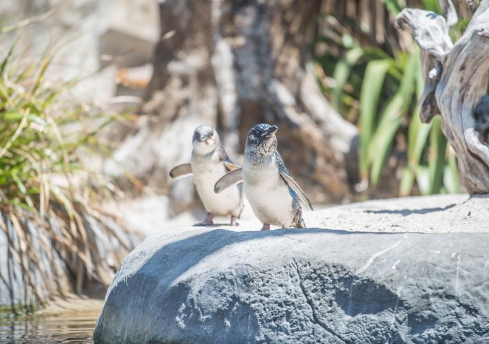guide-to-penguin-place