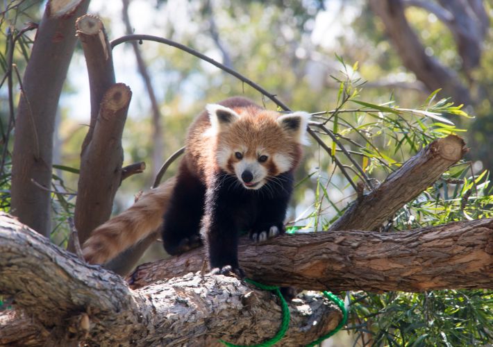 guide-to-halls-gap-zoo