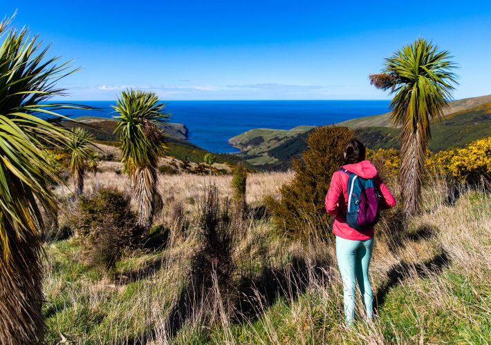 guide-to-hinewai-reserve