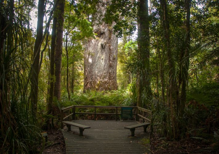 tane-mahuta-waipoua-forest-a-campervan-guide-to-the-lord-of-the-forest