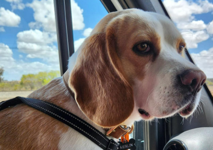 10-best-dog-friendly-campsites-across-australia-for-your-campervan-road-trip