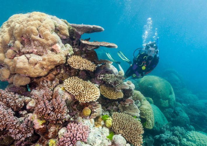 guide-to-great-barrier-reef