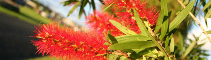 NZ's Coastal Christmas Tree | Kiwi Experience Blog New Zealand