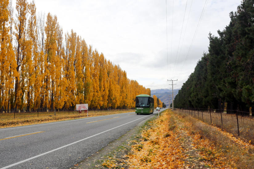 Kiwi Experience Bus in Autumn