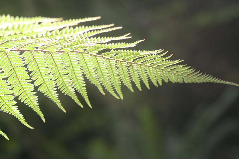 Fern Leaf