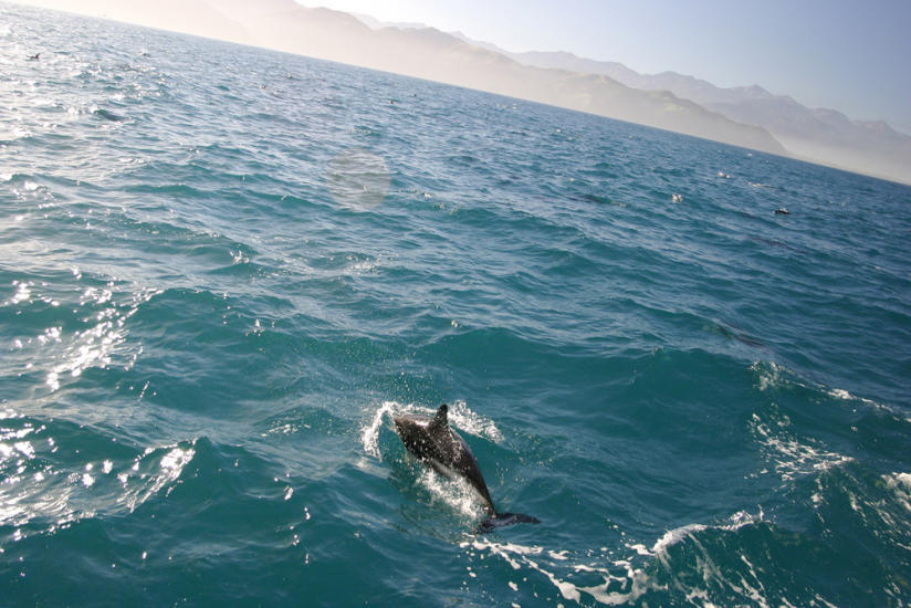 Dolphins in the Bay of Islands