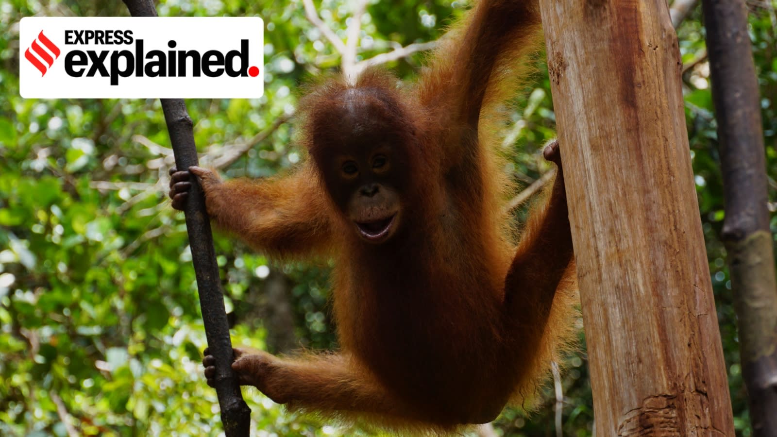 Orangutans in Odisha: What law says on trade, repatriation of animals