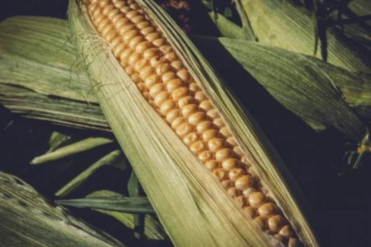 Corn Firms Higher to Start new Week of Trade