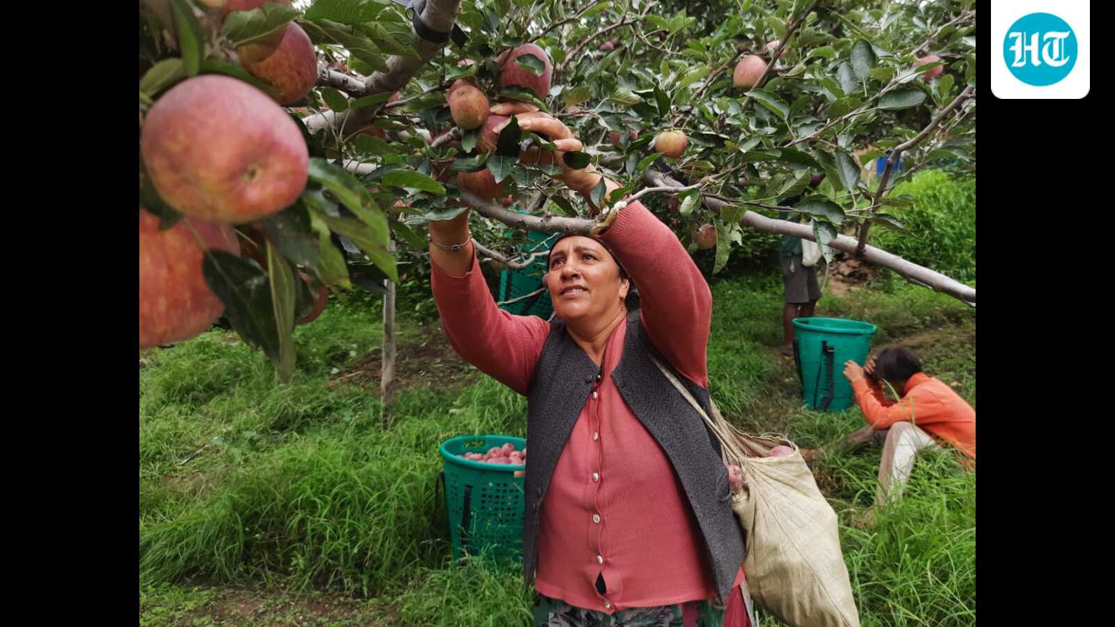 Himachal apple arrivals down 44% amid climate concerns: Report