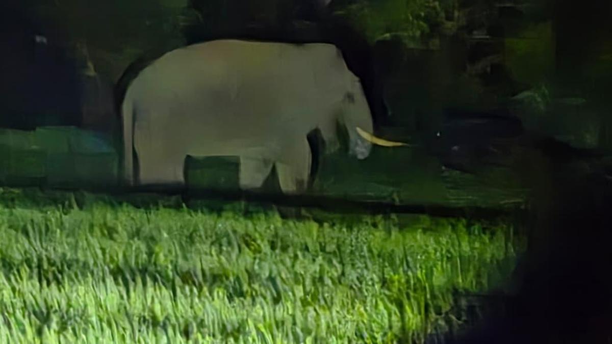 Wild elephants cause scare in Belagavi district, villagers complain of damage to crops