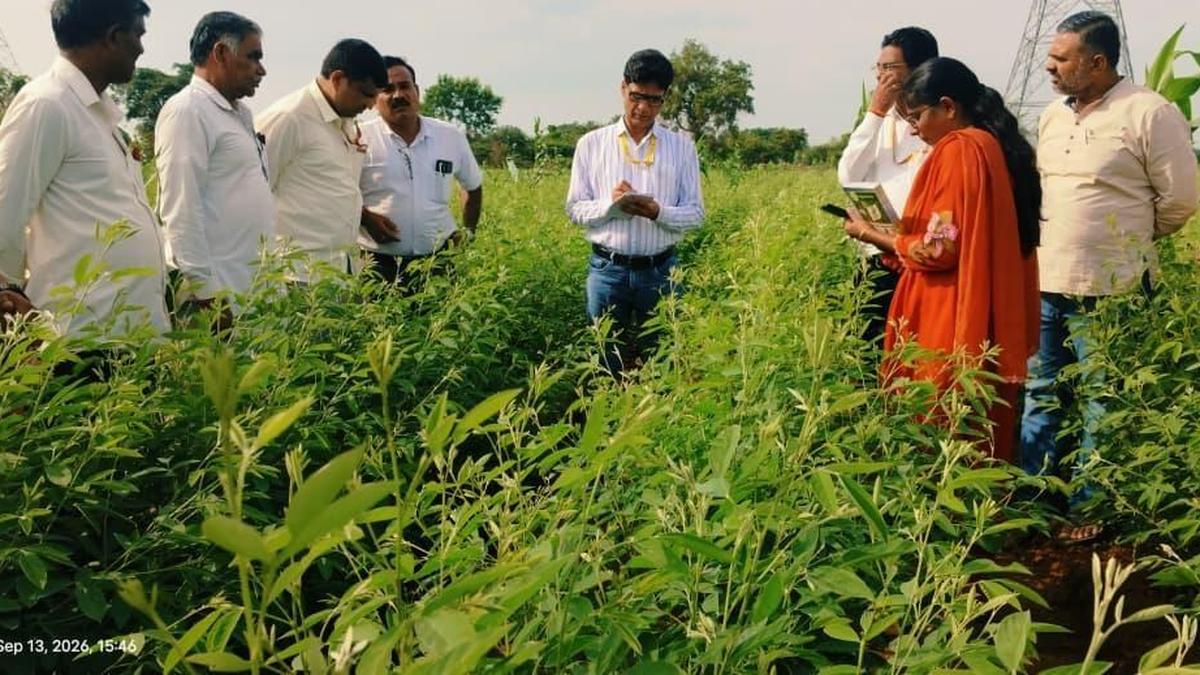 Central agricultural team evaluates pulse demonstration plots, seed production in Yadgir district