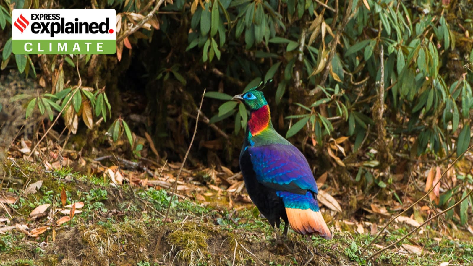 How human-made noise is changing the call of an eye-catching Himalayan bird