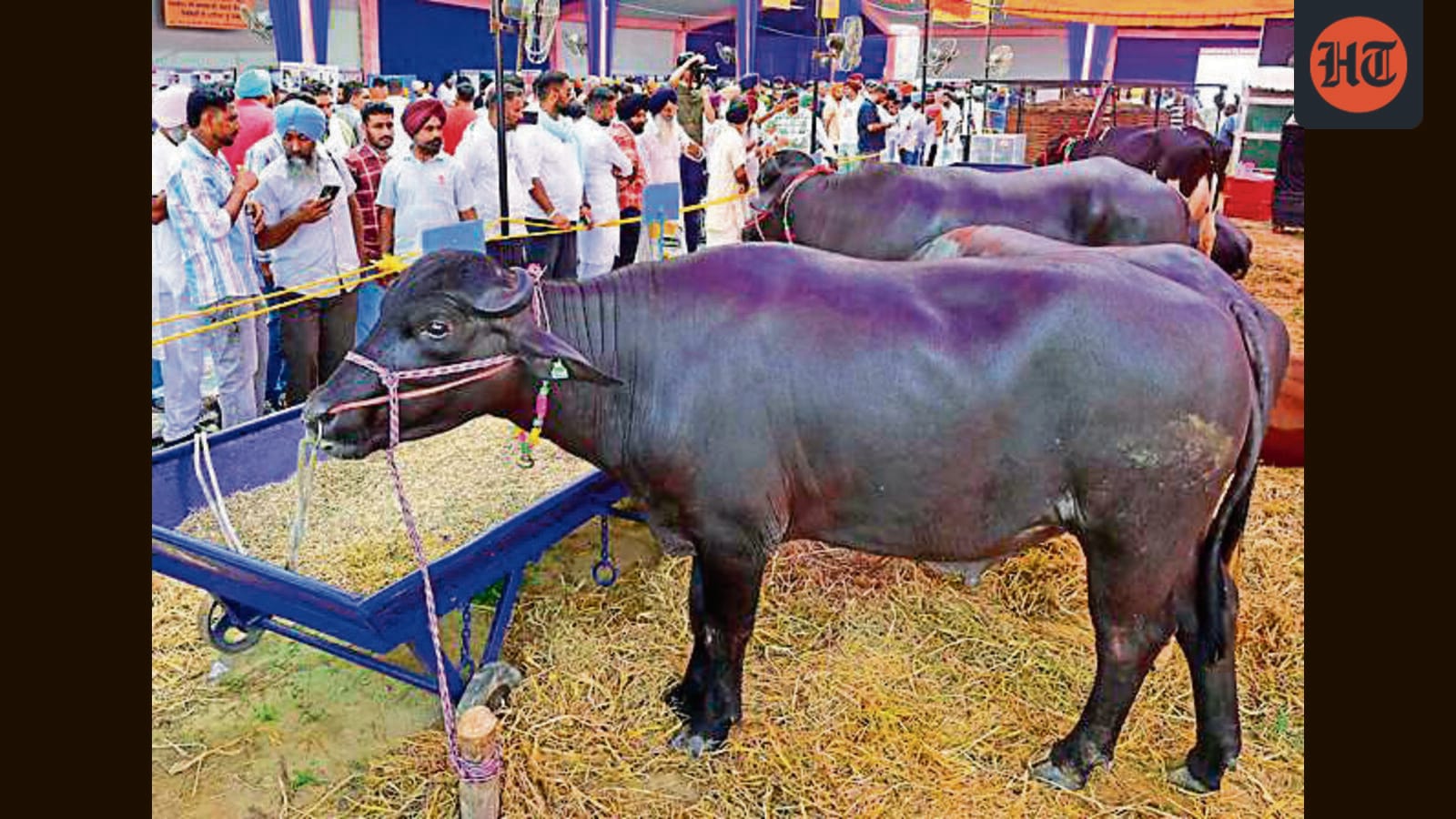 Vet varsity to survey Ludhiana eateries to develop cheese varieties in demand