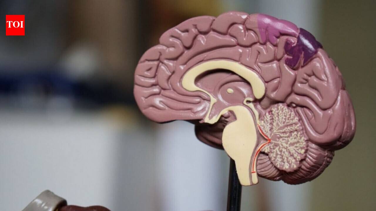 Brain is two separate organs? Stanford scientists track two cell lineages in new study