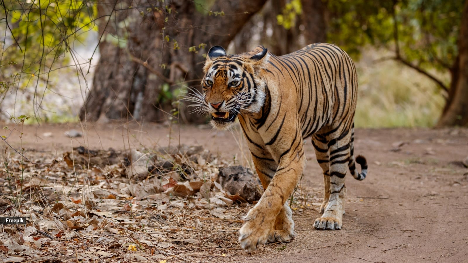Who killed the tiger? The question isn’t enough to tackle modern trafficking