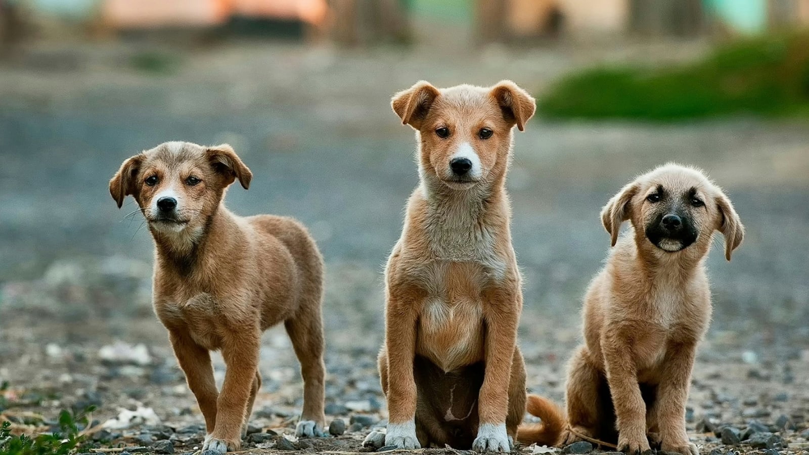 ‘Trust before training’: How to help a rescued dog settle into your home
