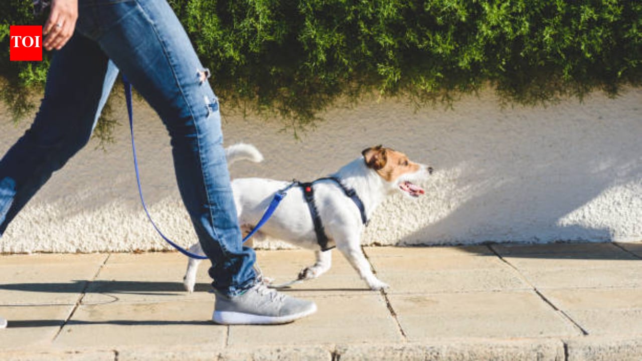 Meet the 30-year-old who quit law to walk dogs and earns up to $530 a day