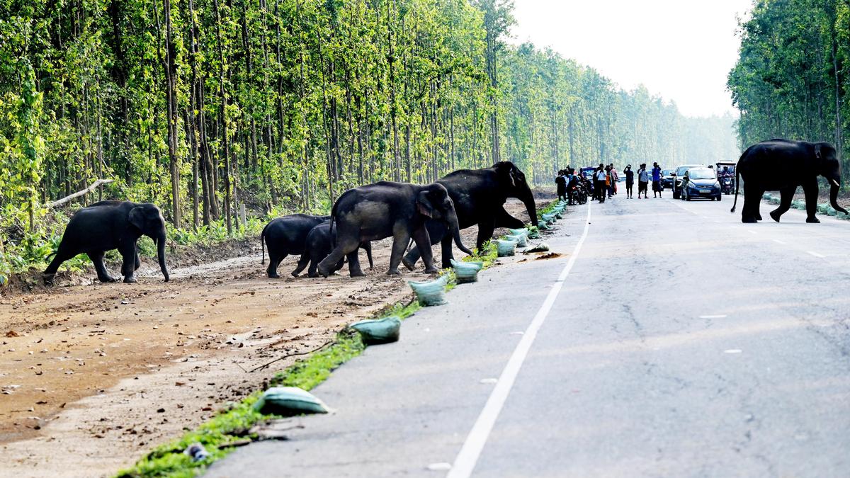 Three people killed in as many conflicts with elephants in Assam