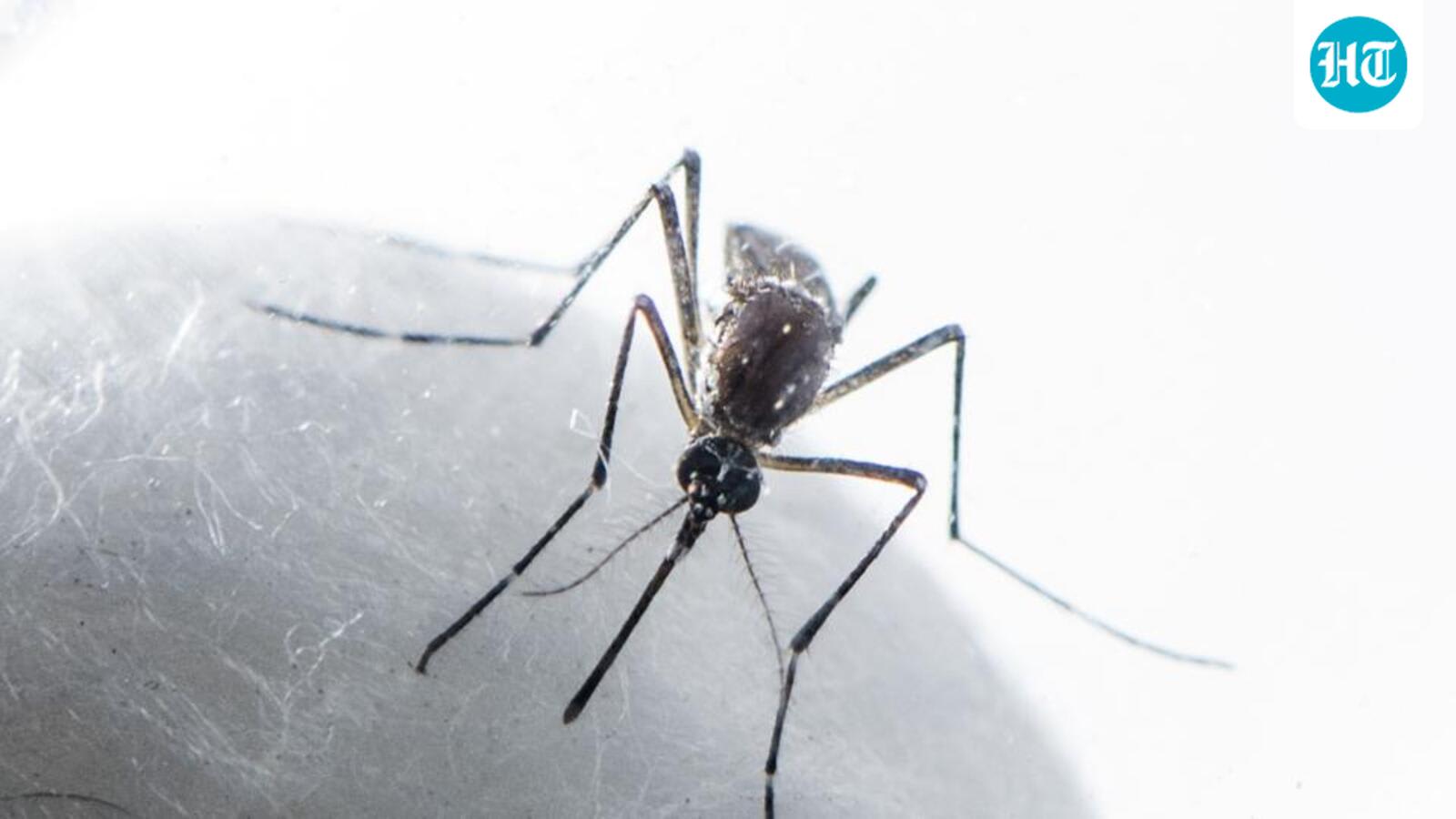 7 new dengue cases take Prayagraj tally to 49