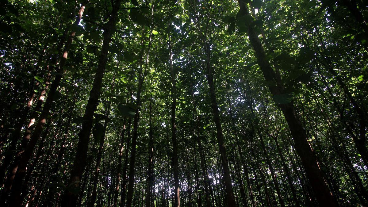 Greens take on Church, political leaderships over ‘threats’ to Idukki Collector for enforcing court orders on environmental protection