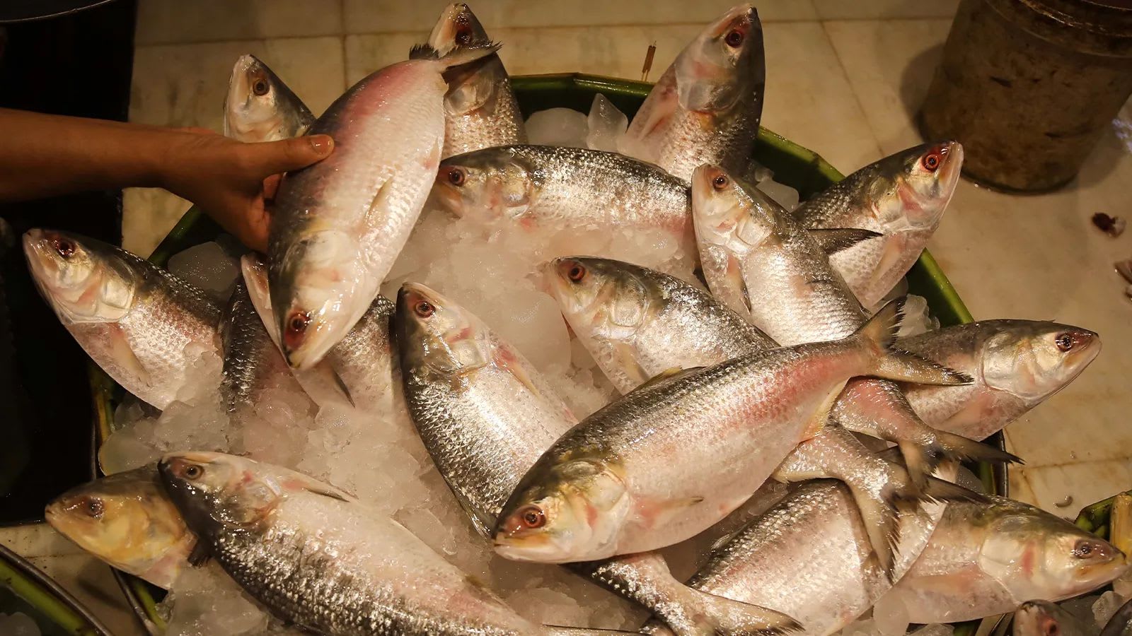 Bangladesh won’t send Hilsa to India this Durga Puja, stops imports too