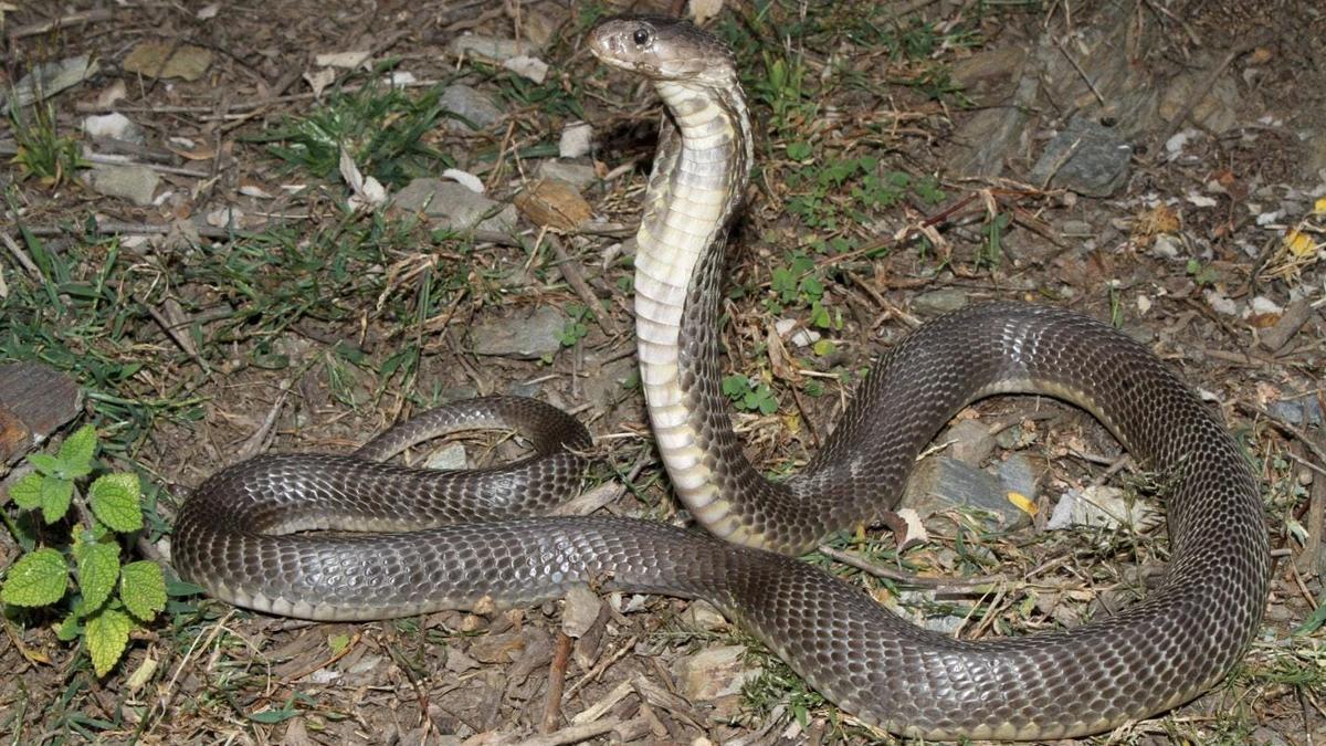 Researchers document first human deaths by Caspian cobra in India