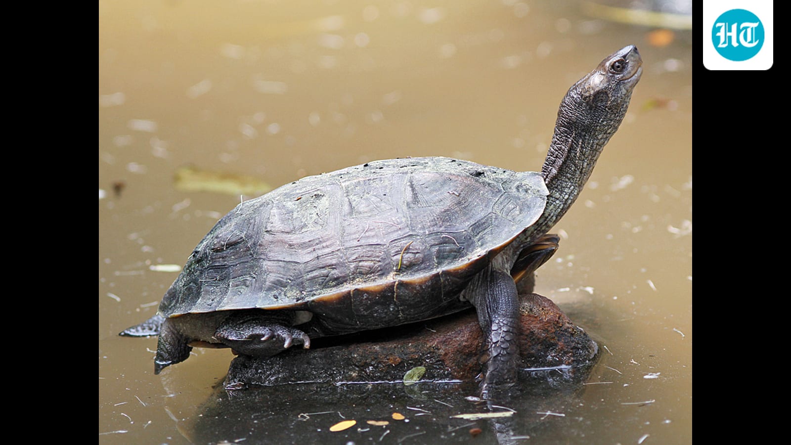 Turtle sanctuary ESZ mapping complete across 3 Uttar Pradesh districts