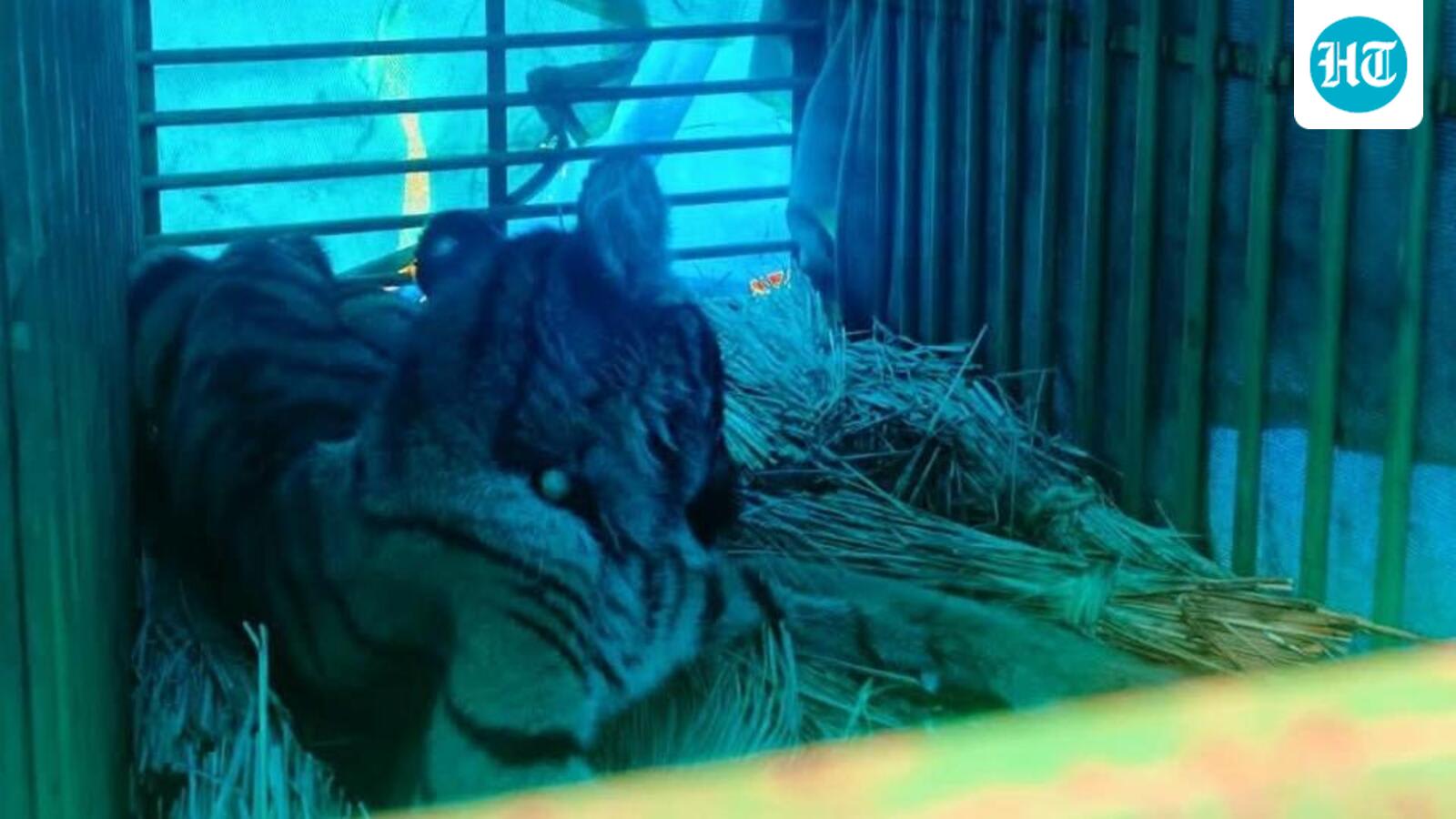 Royal Bengal tiger cub rescued from house in Odisha’s Mayurbhanj