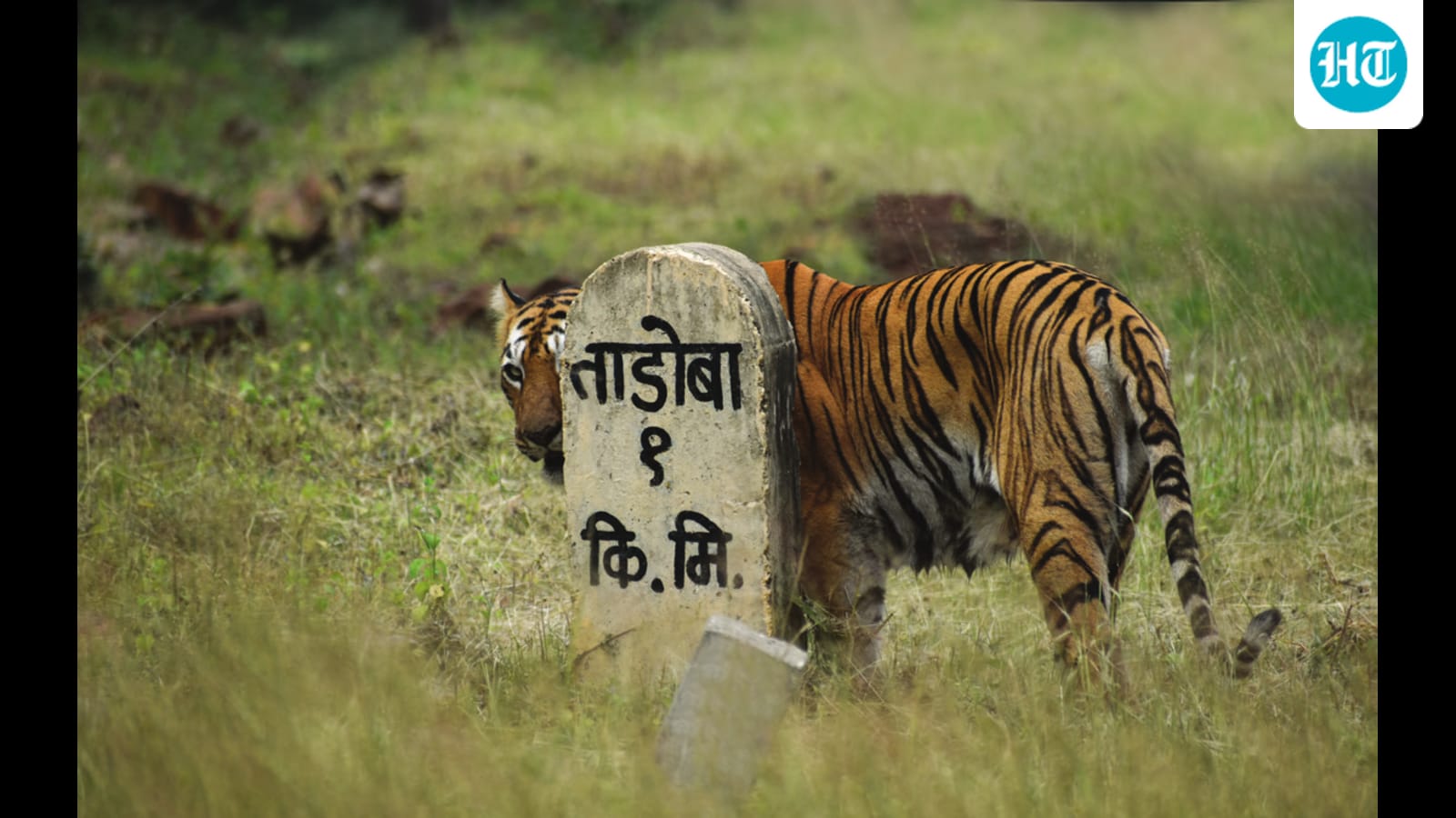 Review: Maya: The Biography of a Tiger by Anant Sonawane