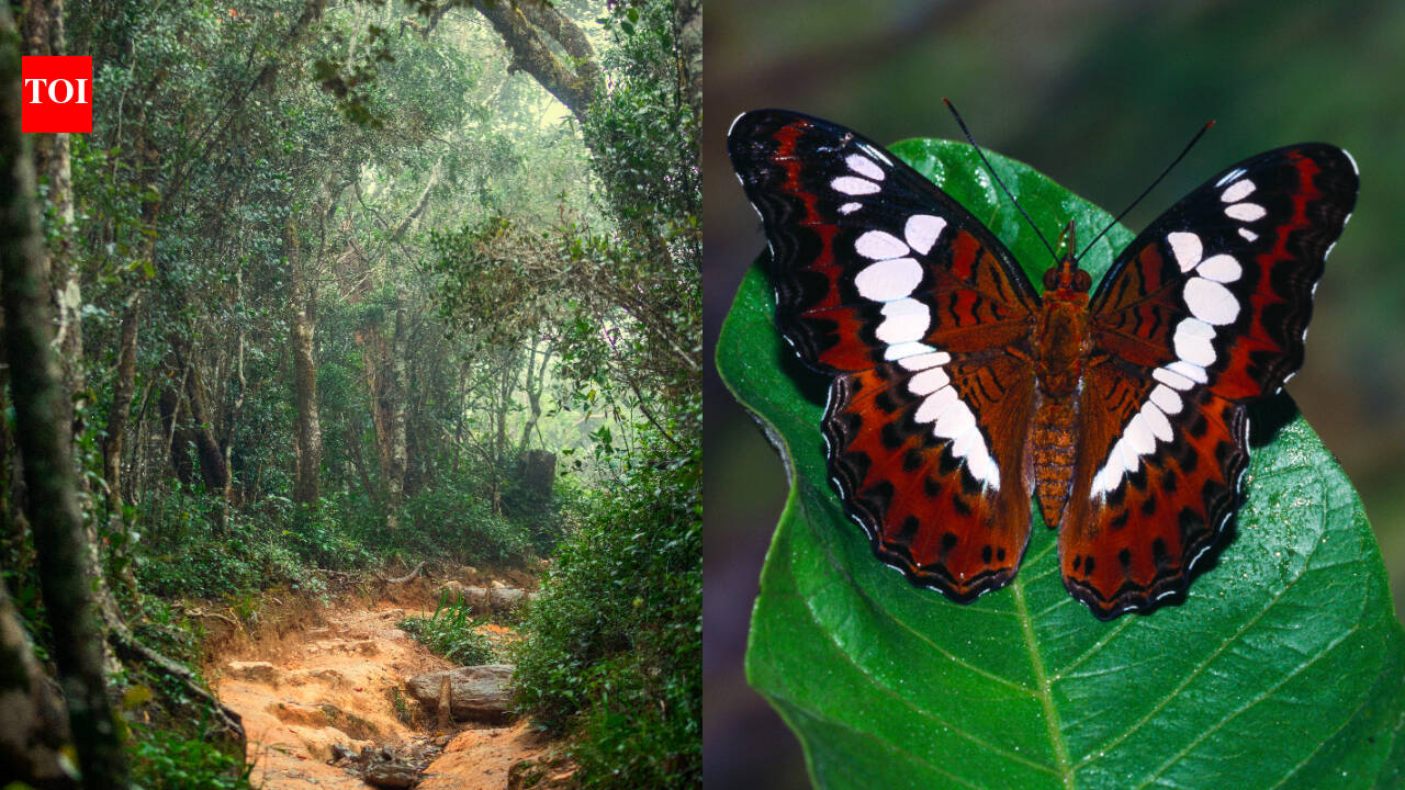 Google Earth spot led to hidden Mozambique rainforest — and a new butterfly