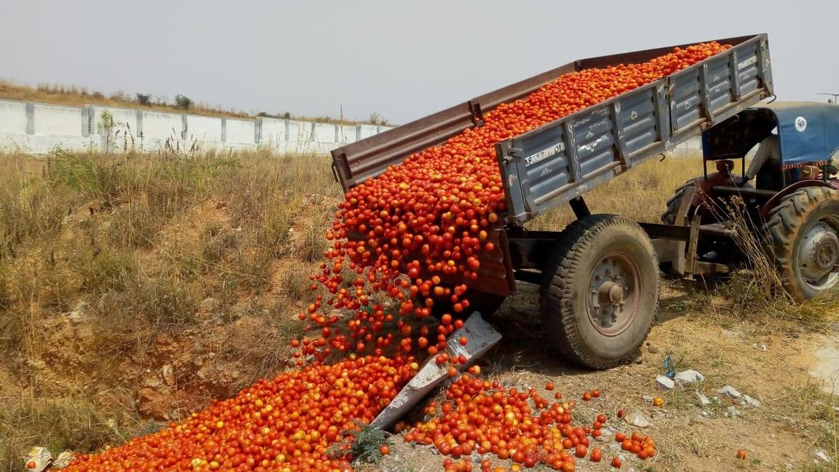Why Rayalaseema farmers fear a bumper crop more than drought; can the ₹1-lakh-crore horticulture hub change that?