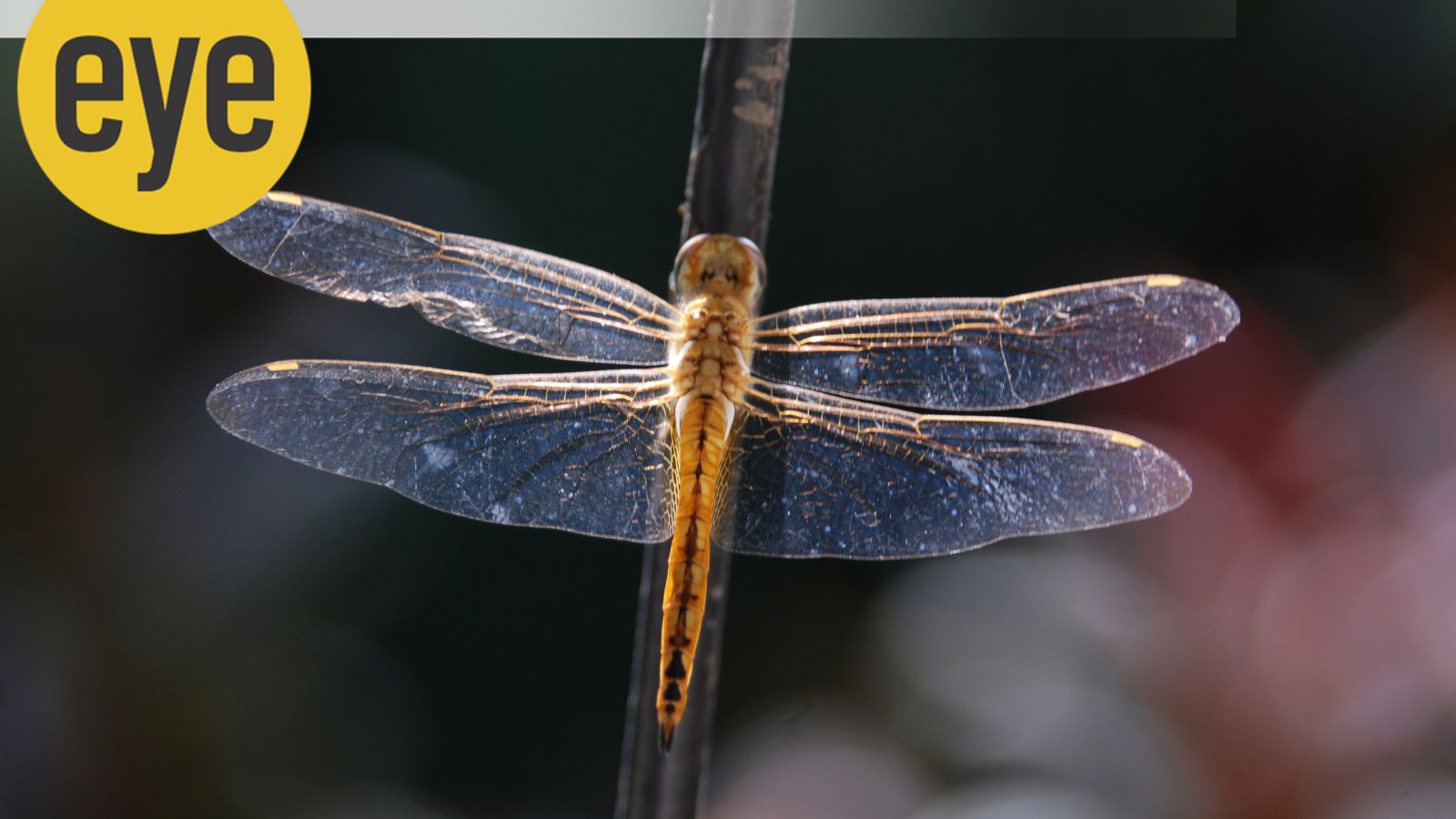 Why we are trying to copy insects