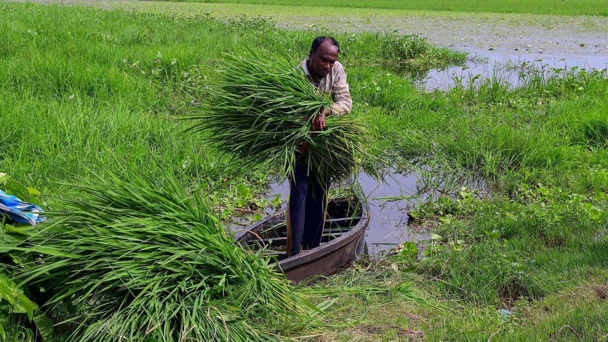 Maharashtra Government unveils Fodder Development Policy to tackle shortage