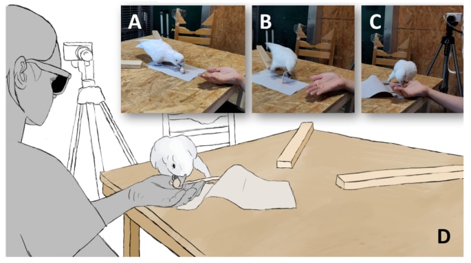 Body Awareness in Goffin's Cockatoos