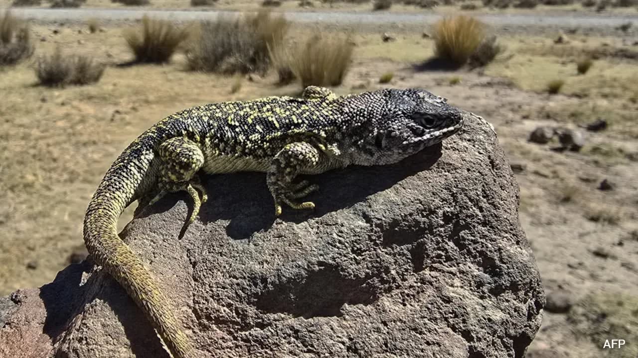 Peru, Home To 296 Species Of lizard, Finds One More - Andean Lizard