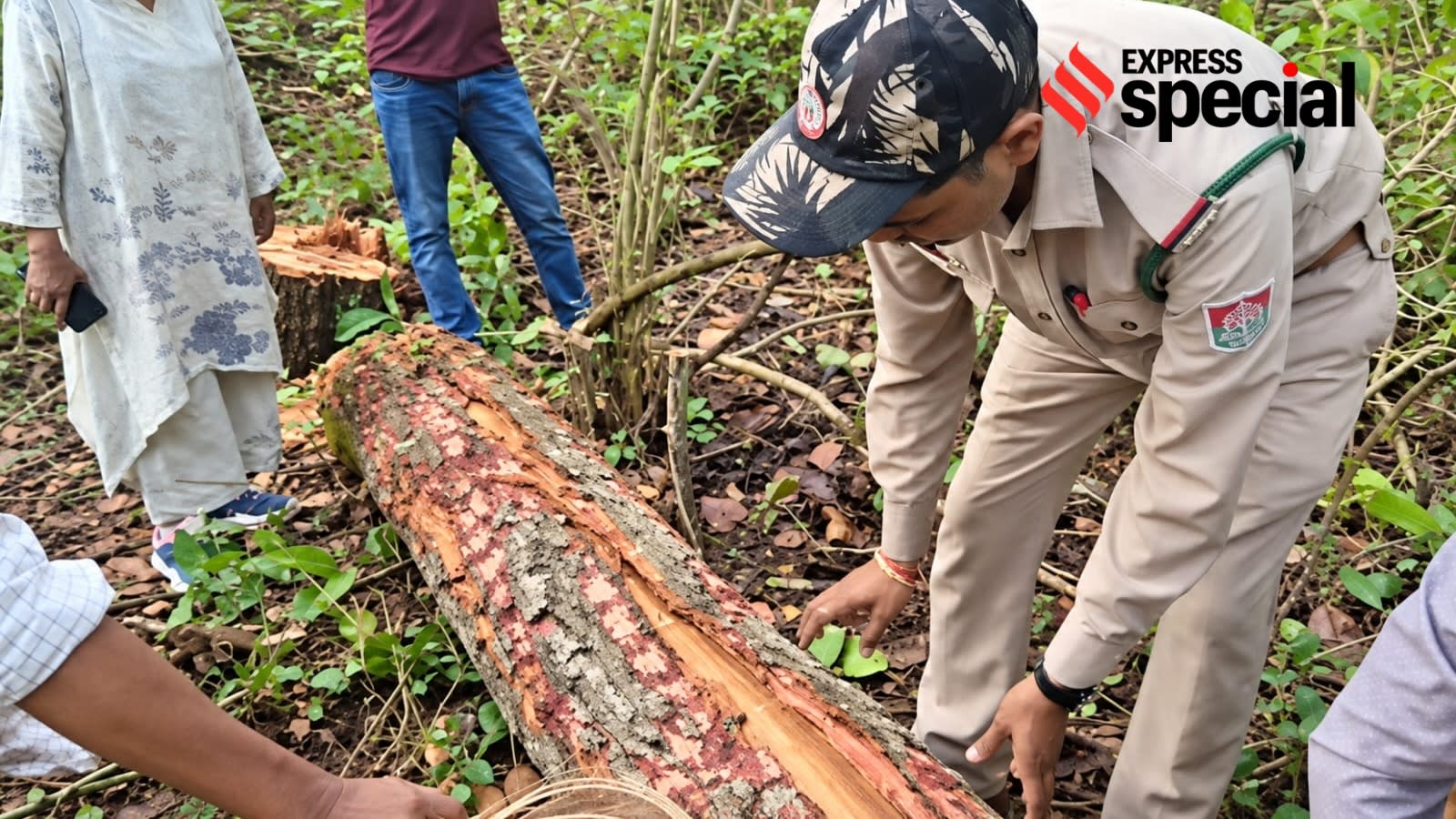 The sal and the beetle: Why Madhya Pradesh is cutting 1.4 lakh trees to save the forest