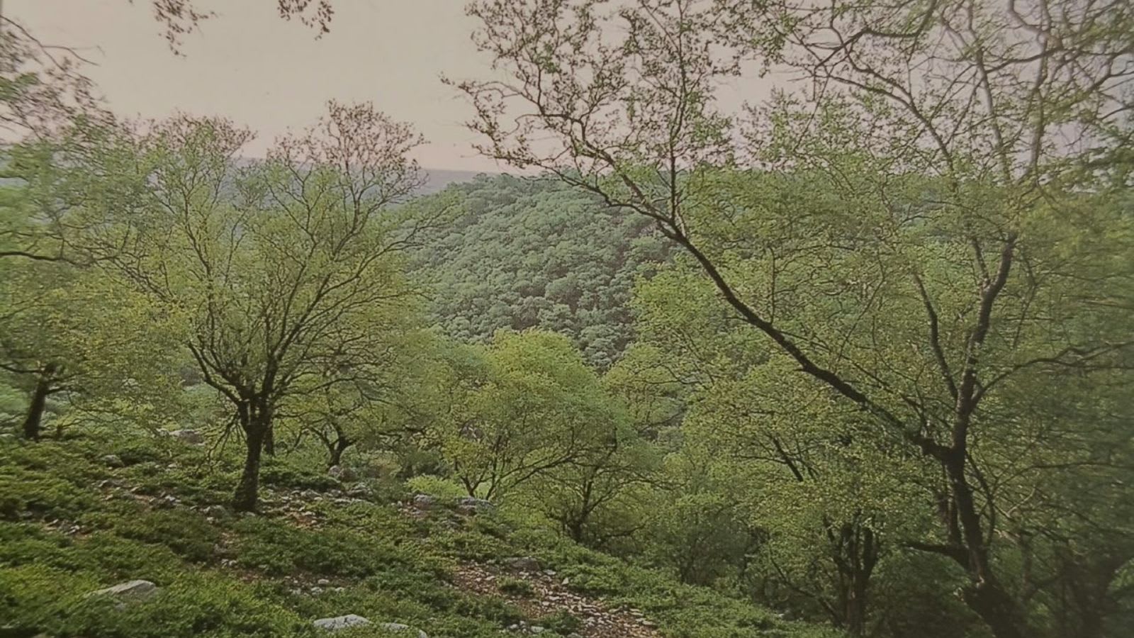 Government nod for reserved forest status for 112 ha of Ridge, 2,073 ha still unprotected