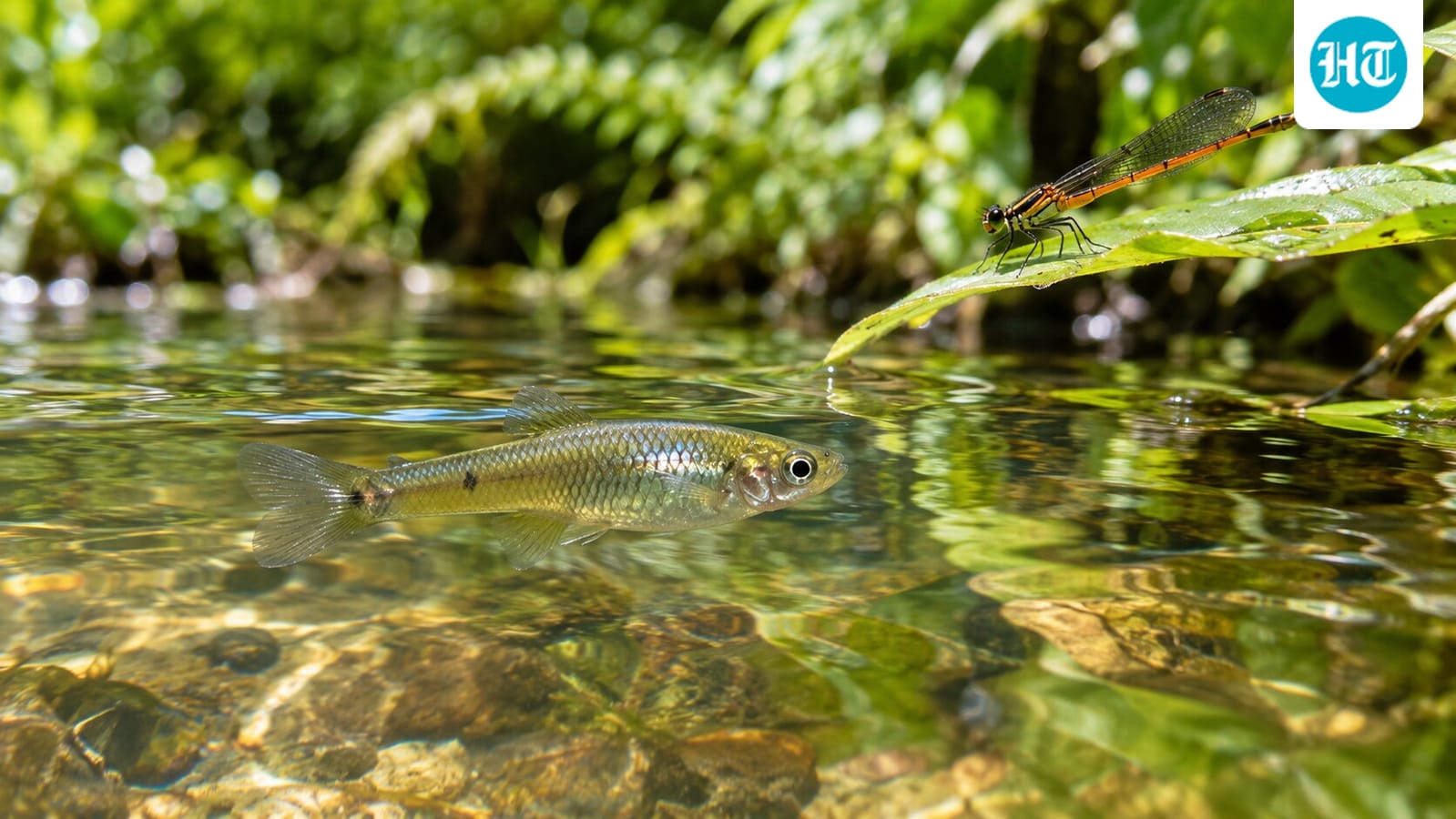 In 1905, Hawaii released a tiny fish to fight mosquitoes; it ended up threatening the native damselflies