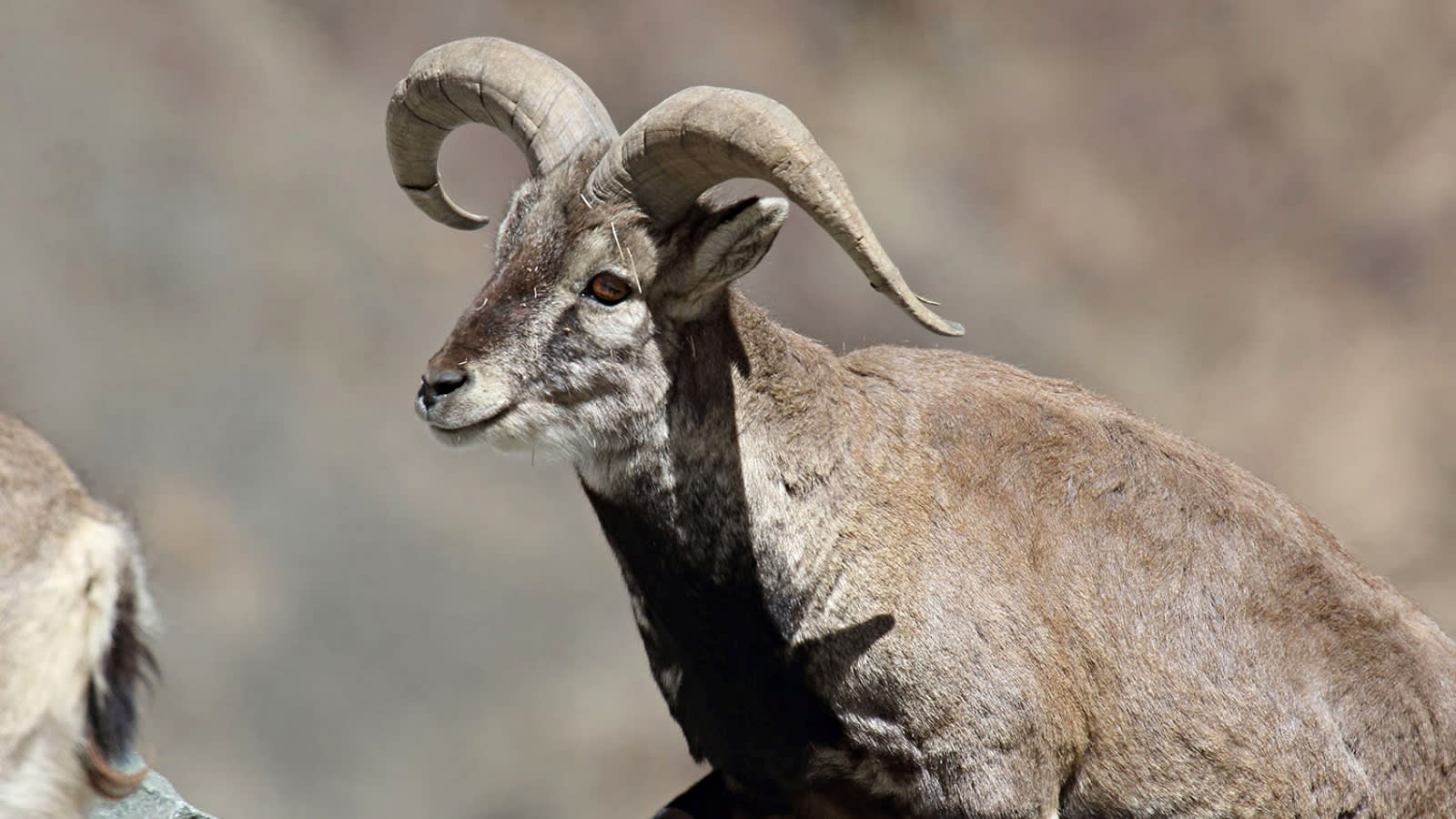 7 remarkable species found in Himachal Pradesh