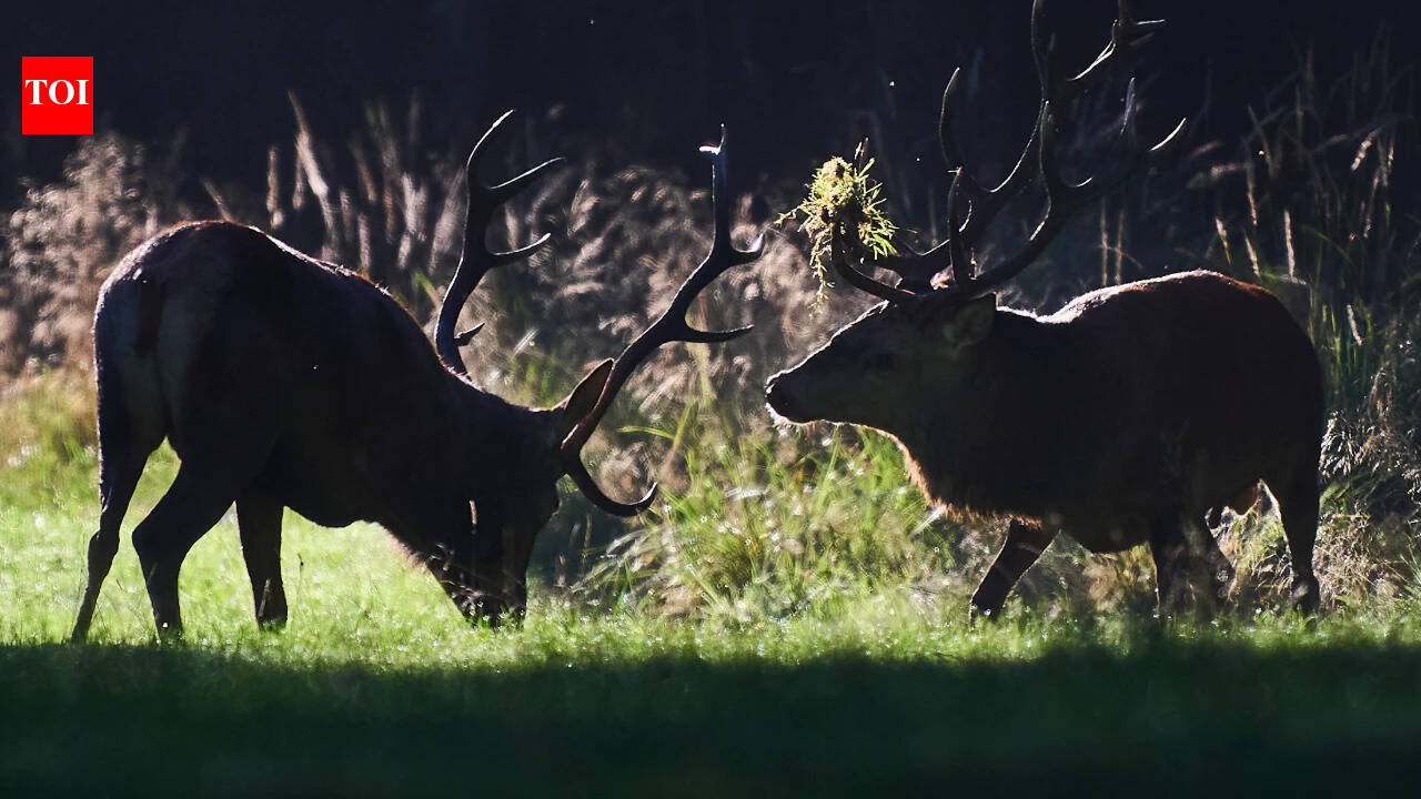 No room to roam: The cost of a crowded planet for wild animals