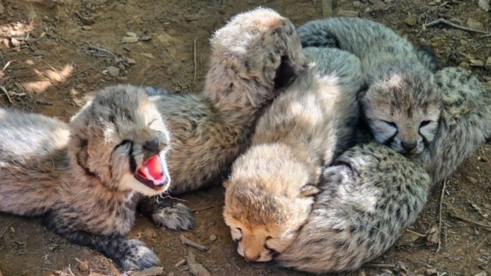 Father from Botswana, mother from India: 5 cheetah cubs at Kuno usher in new lineage
