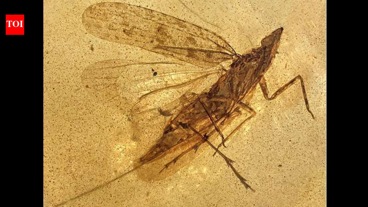 99-million-year-old amber reveals insect with mouthpart twice its body length