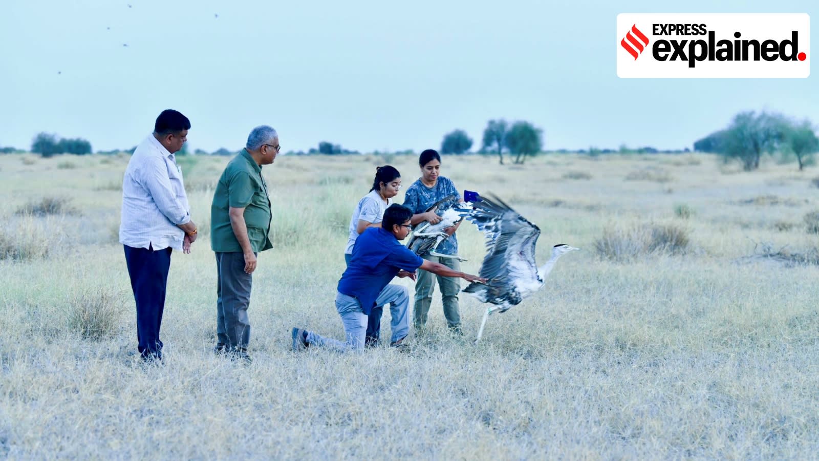 Rewilding great Indian bustards: The project and the challenges ahead