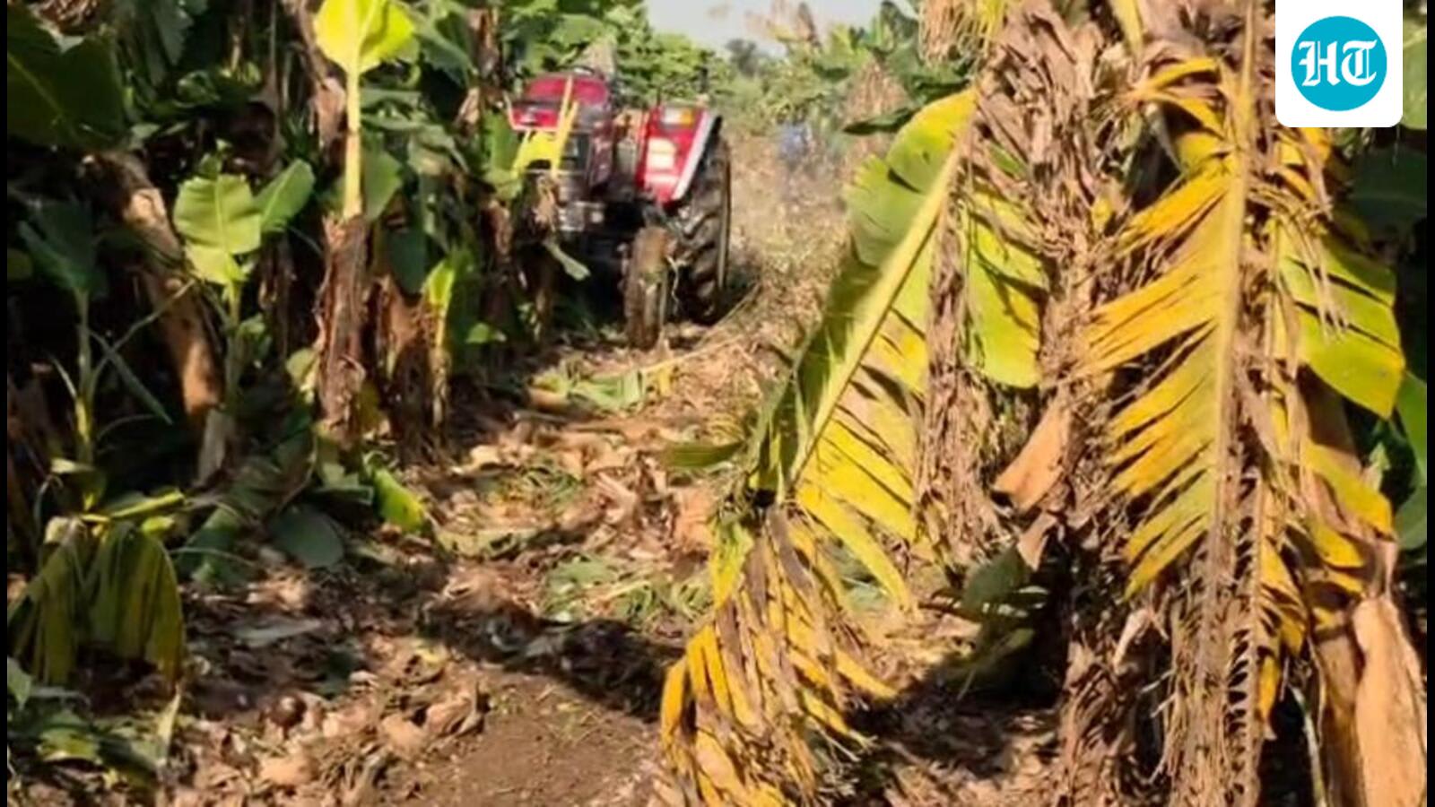 Wholesale banana prices dip in drought-hit Jalgaon amid West Asia export disruption