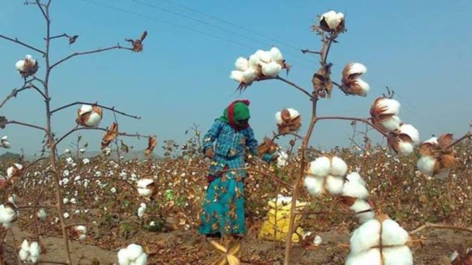 Up to 30 per cent of cotton area under ‘illegal’ GM hybrids, finds study