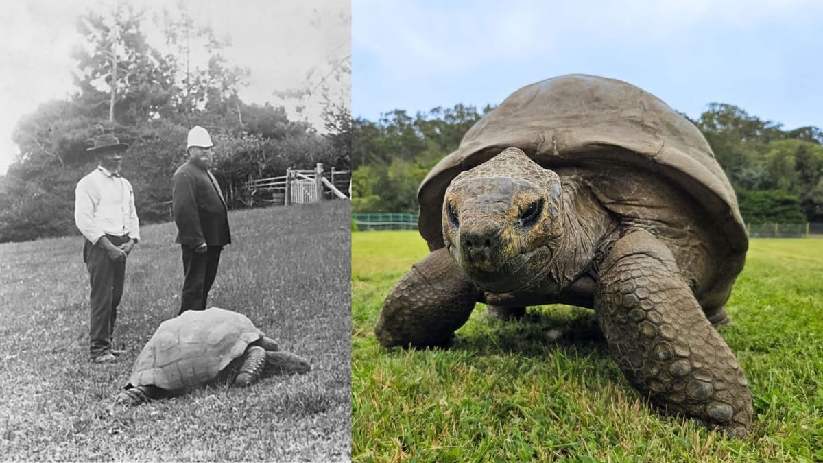 'Jonathan' is the oldest land animal on Earth