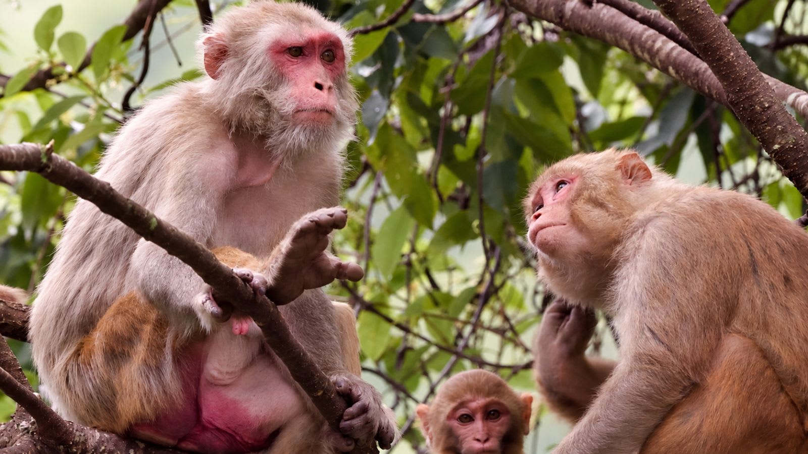 Himachal wildlife department decides to keep all 7 monkey sterilisation centres operational