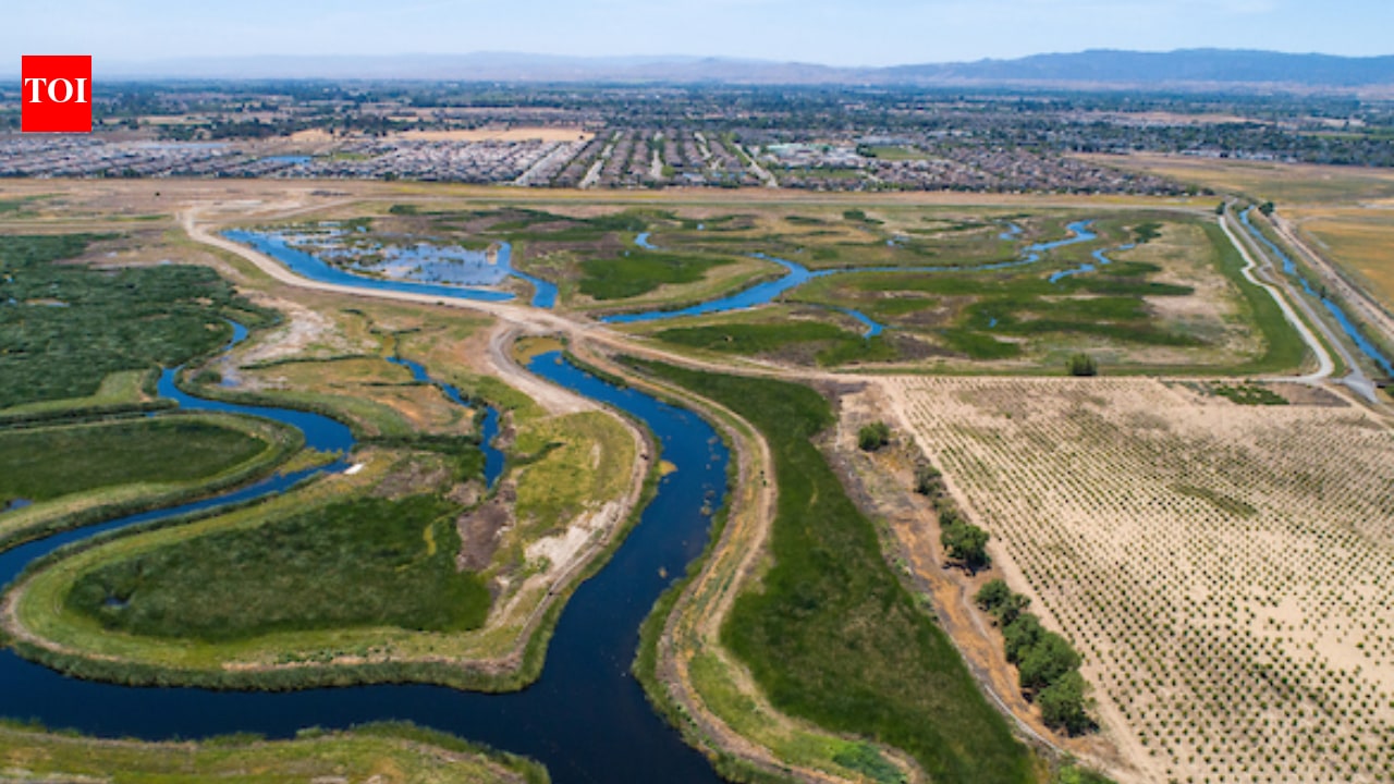California restored grazing land to tidal marsh; bird density jumped over 12,000%