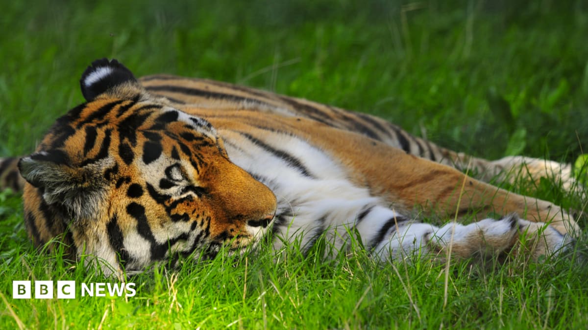 'Serious incident' at tiger enclosure closes Yorkshire Wildlife Park